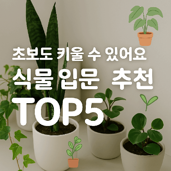 초보자를 위한 식물 추천 TOP5| 초보도 키울 수 있어요! 식물 입문 추천