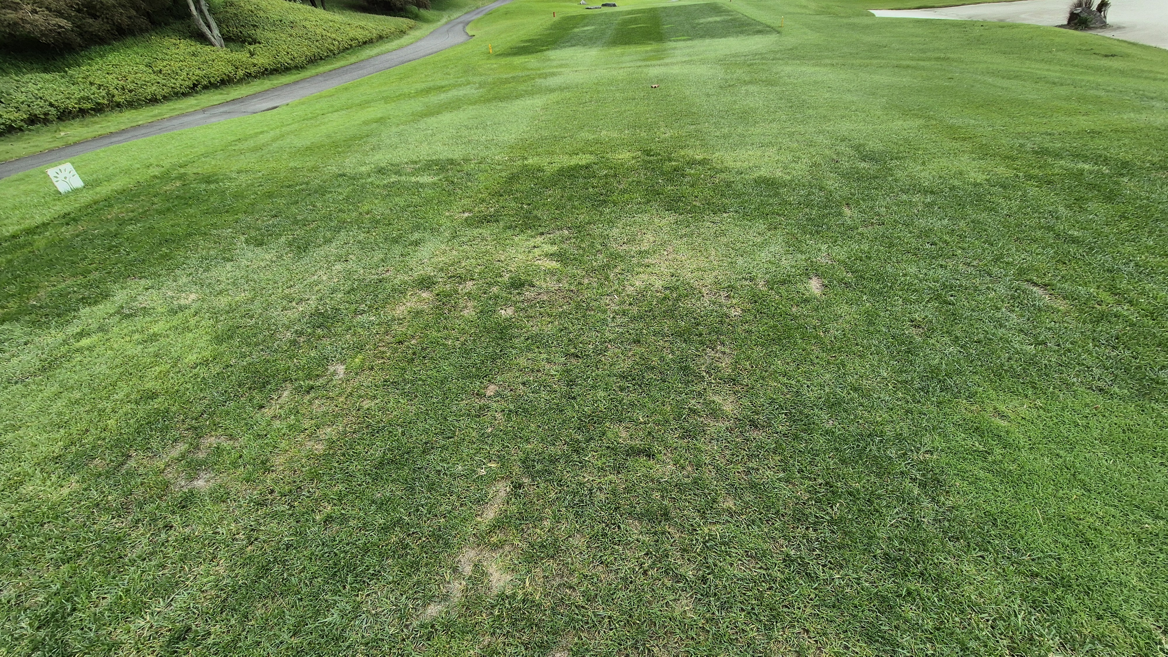 파인스톤cc 티잉구역 상태