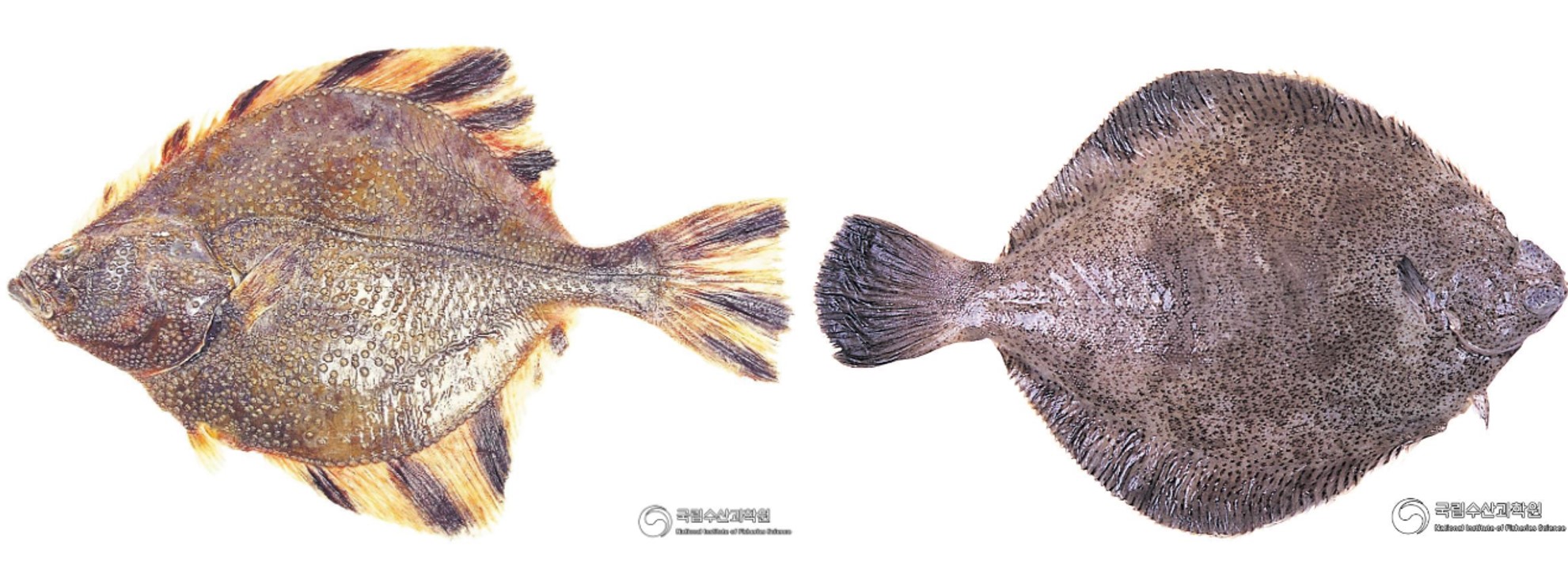 강도다리와 도다리의 차이점