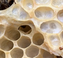 프로폴리스 효능