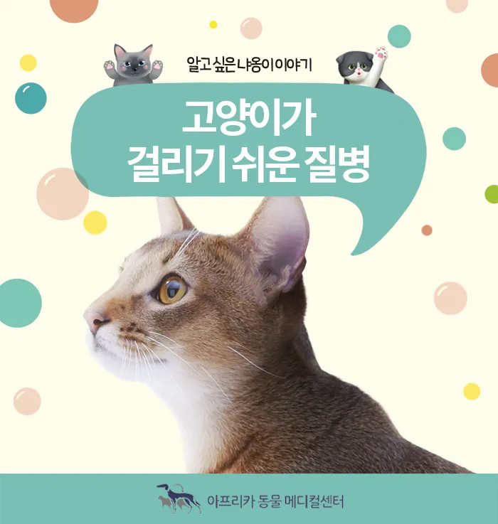 고양이 갑상선 기능 항진증 원인 증상 수치 관리법 총정리 정리자료_3