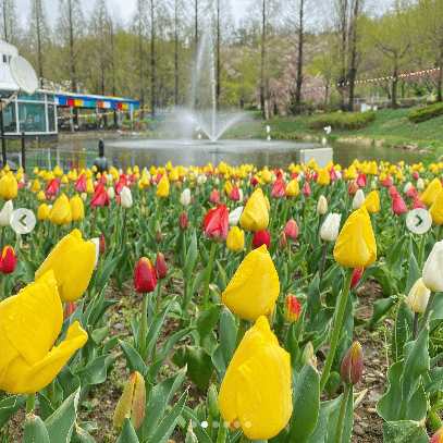 피나클랜드 튤립 수선화 봄꽃 축제 불꽃축제