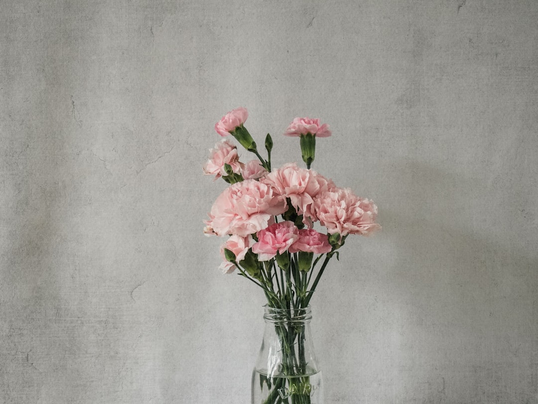 Carnation