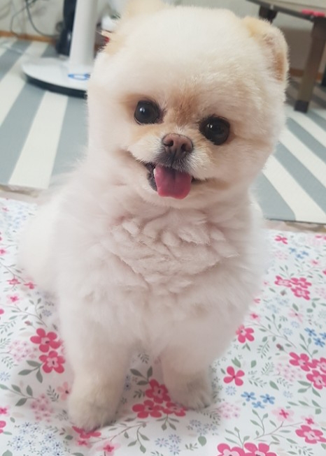 강아지 훈련 시키는 방법 : 사회성 훈련방법&amp;#44; 간식