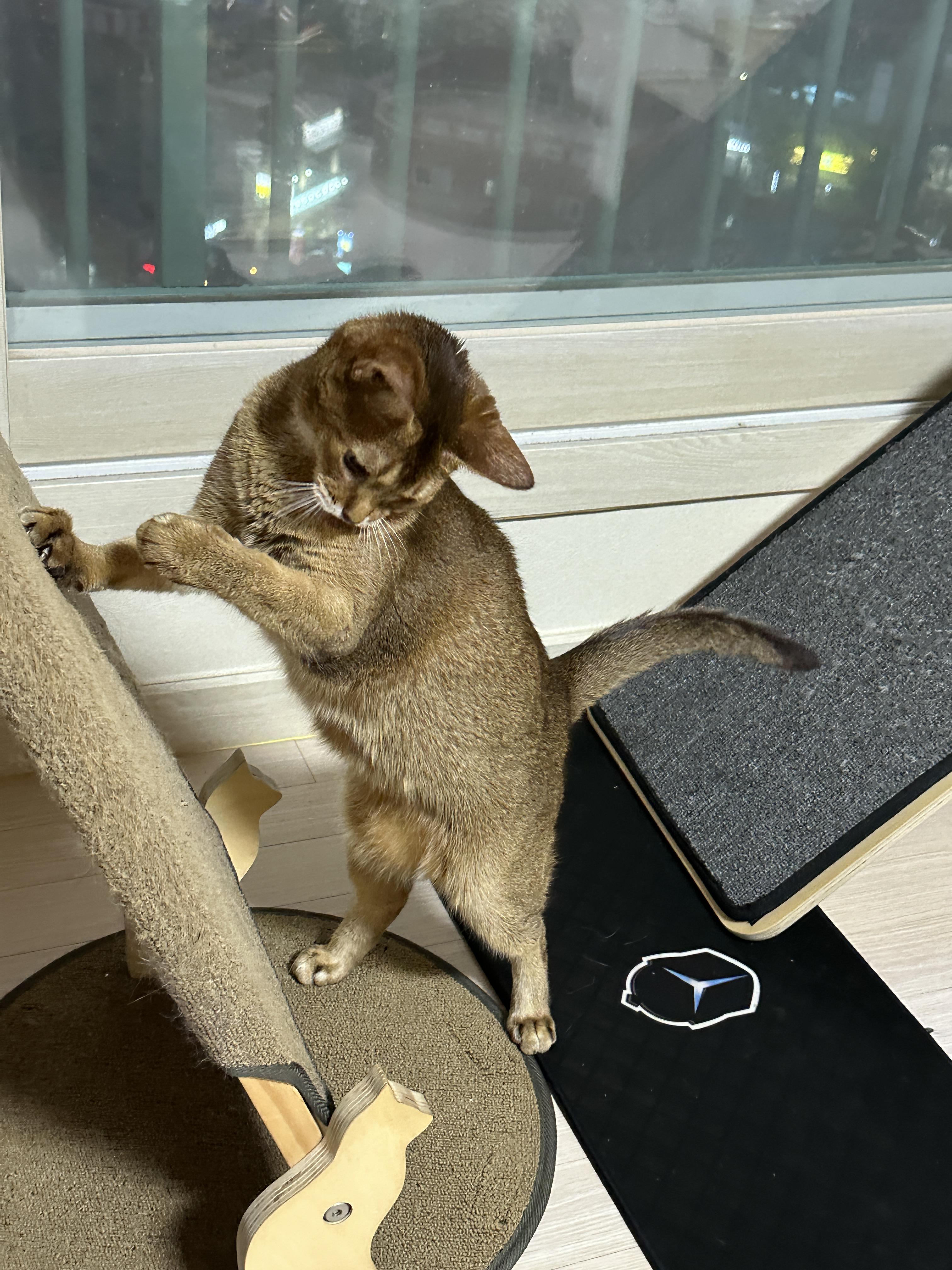 캣폴_슬라이드에_서_있는_아비시니안_루디