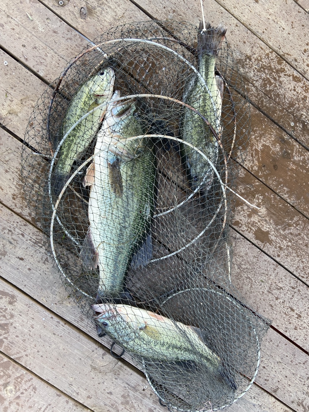 어망 속 배스 사진