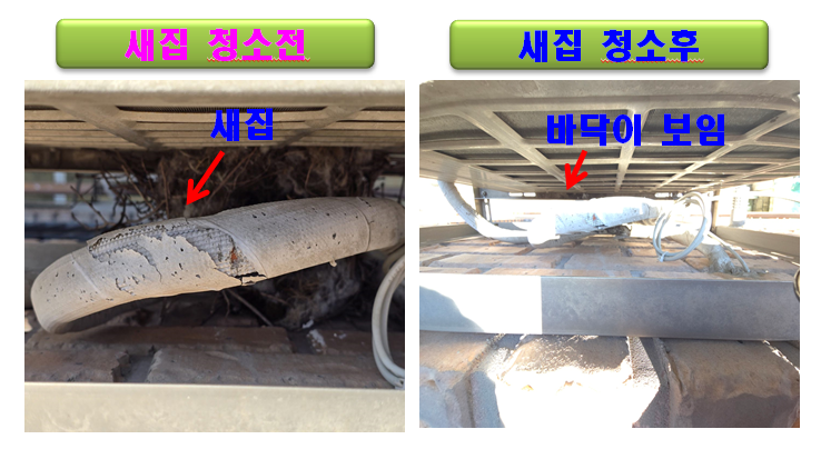 새둥지 청소 전후 비교 사진