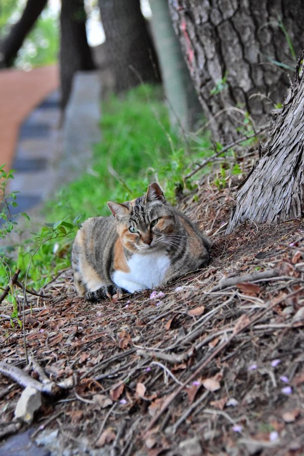 부산 민주공원 고양이