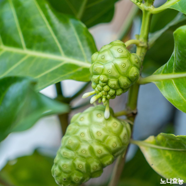 노니 효능│노니 효능 &amp; 부작용 알고 드세요!