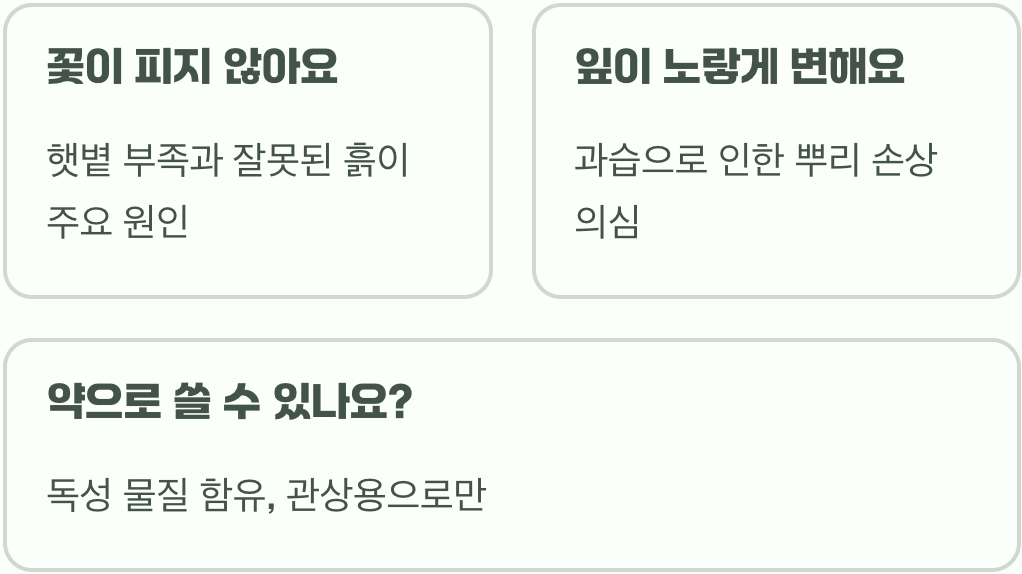 만병초꽃 키우기 A to Z&amp;#44; 묘목부터 꽃 피우기까지