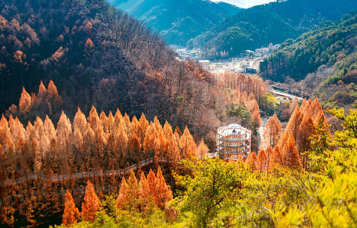 대전 장태산 자연휴양림 단풍 절정시기 및 포토스팟 맛집 주변명소 사진