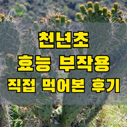 천년초 효능과 부작용
