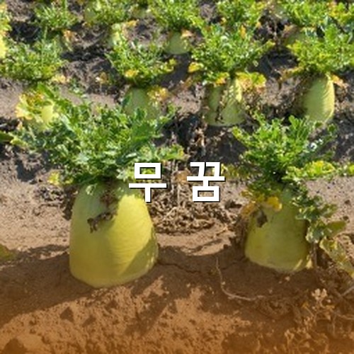 무-밭에-실한-무가-촘촘히-심어져있는-모습