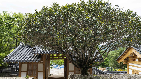 경남 쌍계사 템플스테이 신청 방법