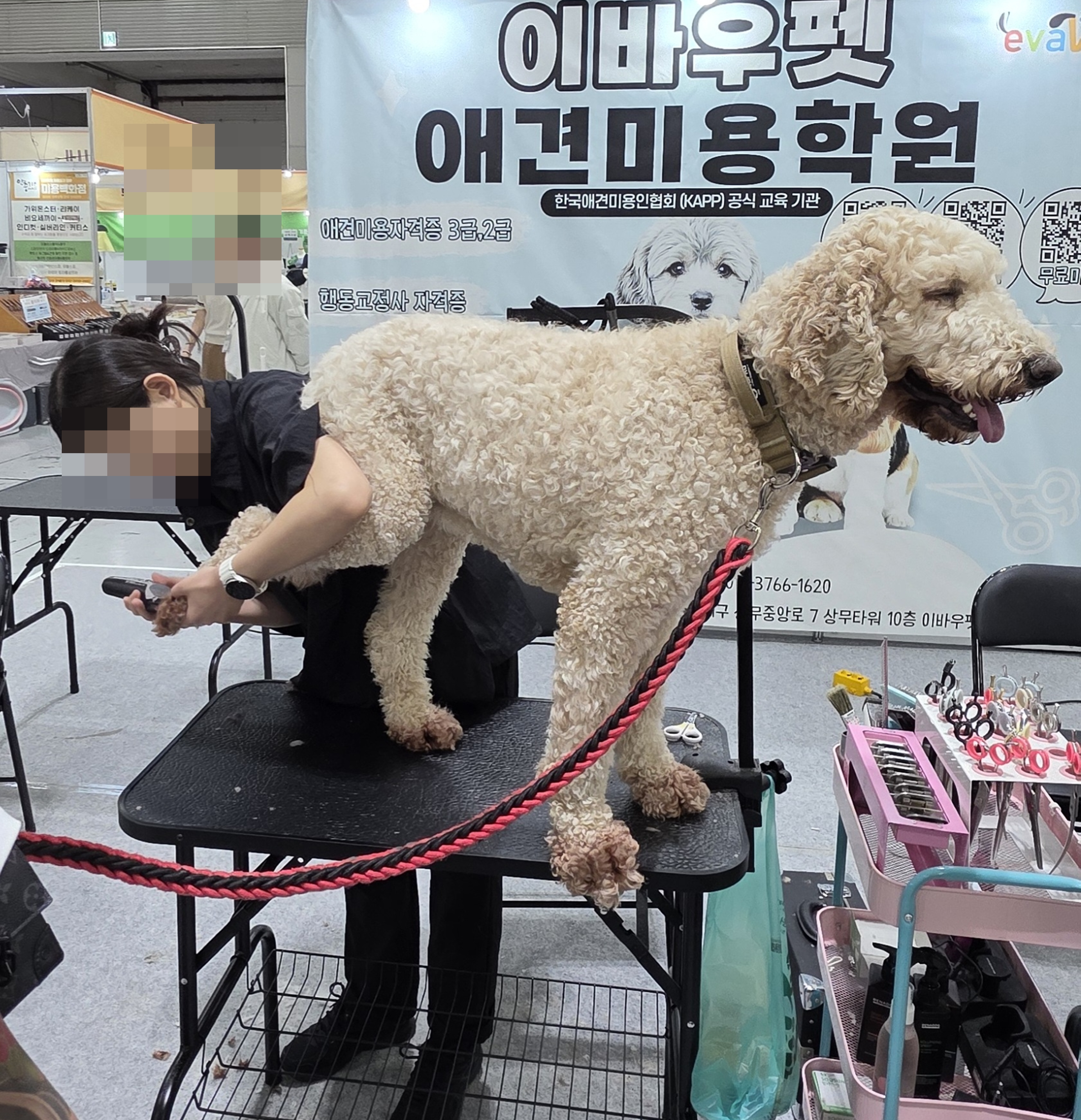 광주애견미용학원국비지원