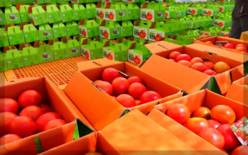 퇴촌 토마토 축제_9