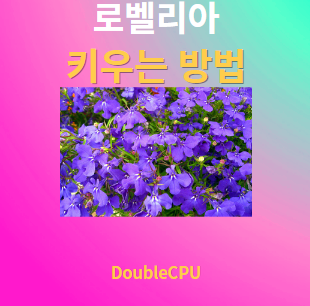 로벨리아 키우기