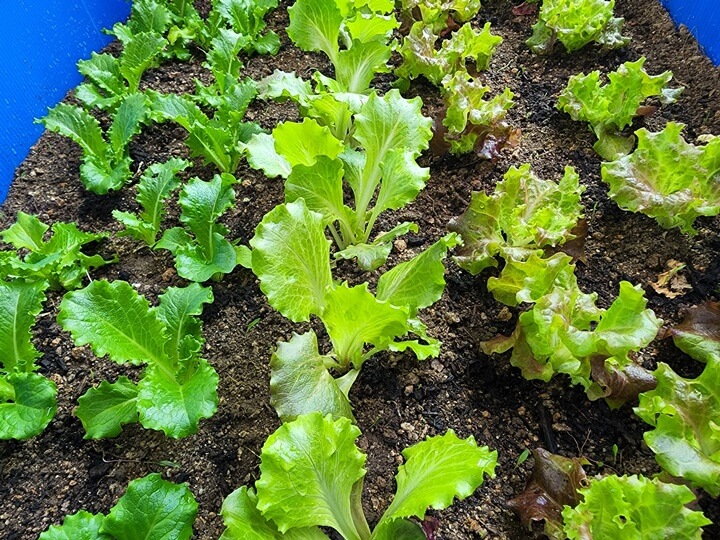 조금 자란 상추모종들