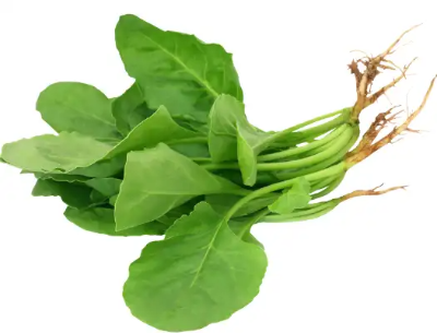 면역력 높이는 음식 Best 12