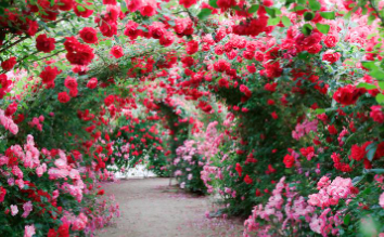 경산 하양 대부잠수교 장미 터널