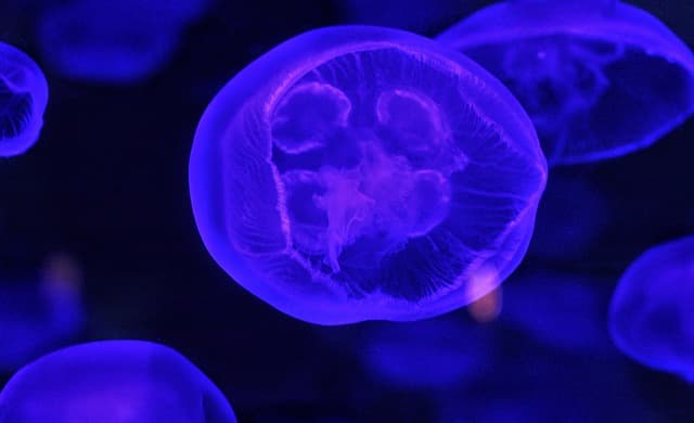 모르가넬라 모르가니