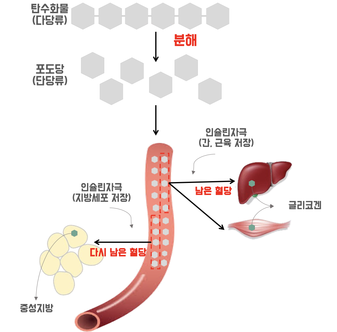 탄수화물 대사과정