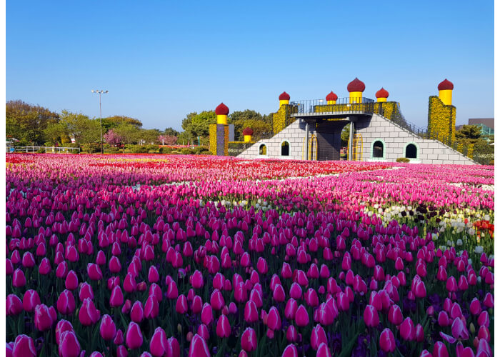 태안튤립축제 2025 태안 세계튤립꽃박람회 풍경