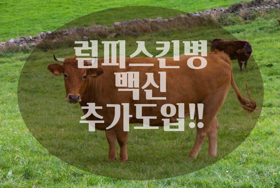 럼피스킨병 백신