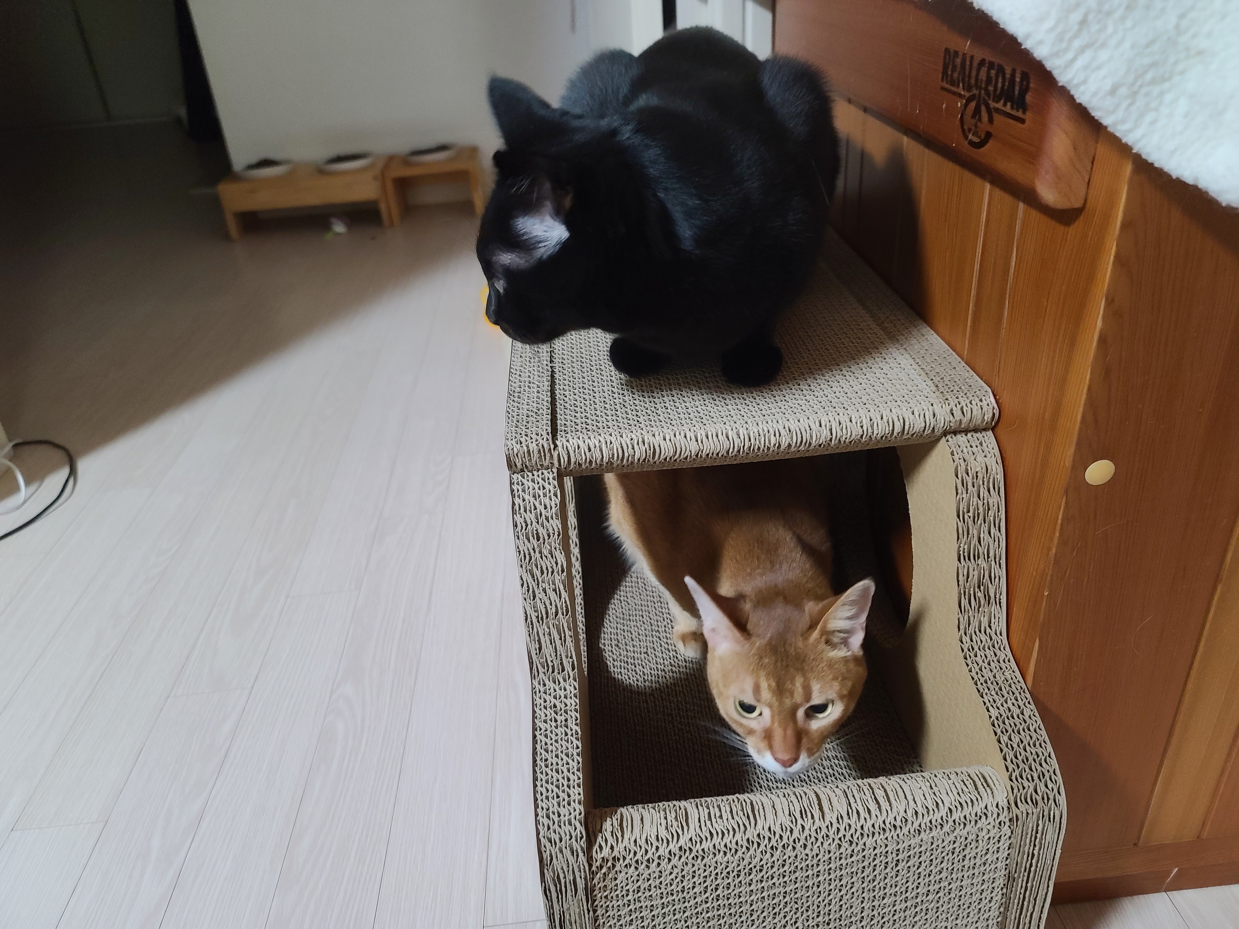 고양이들 스크래쳐를 교체했다.(자동차스크래쳐,침대형스크래쳐)