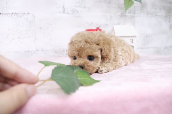 강아지가 예민해지는