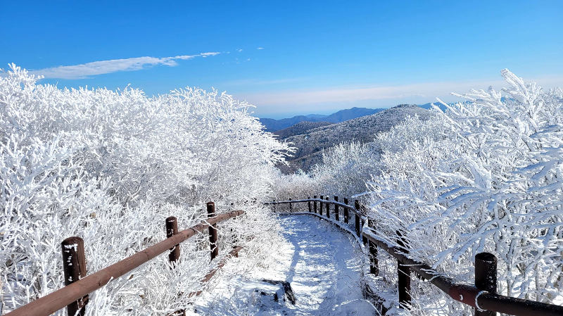 태백산 겨울 산책로