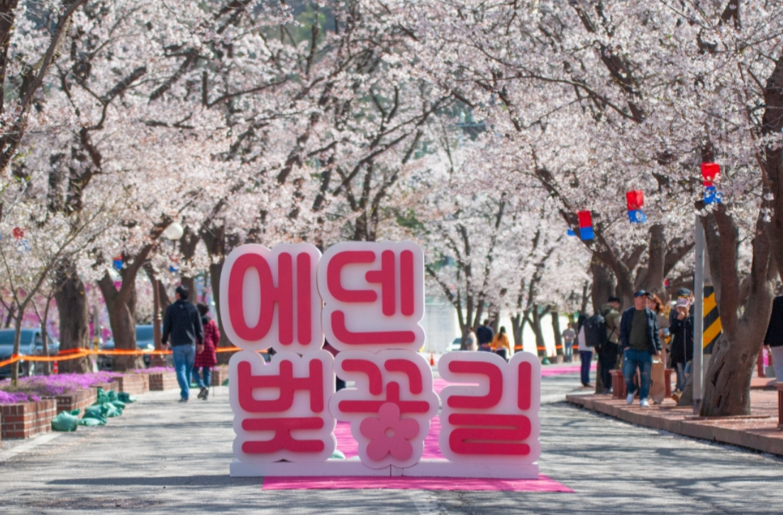 4월 가볼만한 축제 추천 - 2. 에덴벚꽃길 벚꽃축제
