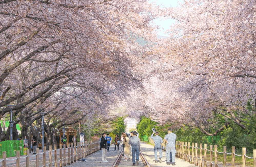 4월 전라남도 축제 가볼만한 곳 벚꽃 유채꽃 여행 추천 여행지