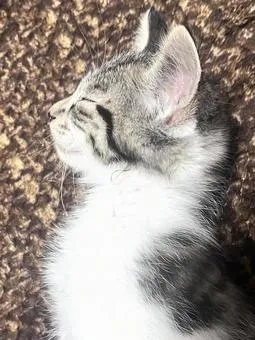 &amp;quot;고양이