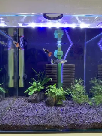 구피 키우기와 건강하게 번식시키는 팁_26