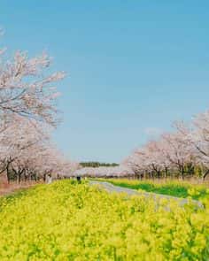 벚꽃 구경 준비! 2025년 벚꽃 개화시기와 국내 벚꽃 TOP 5 