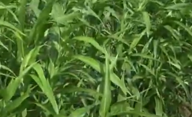 율무 파종시기와 거름 주는 방법 총정리 1