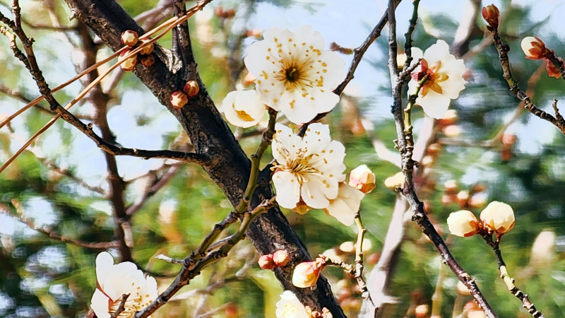 첫매화 부산 복천고분