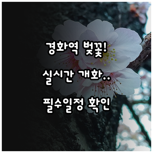 진해 경화역 벚꽃 축제 일정과 실시간..