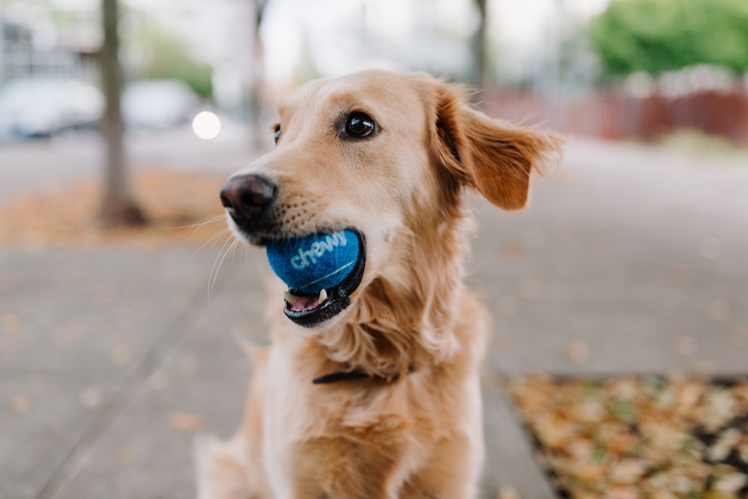 Canine