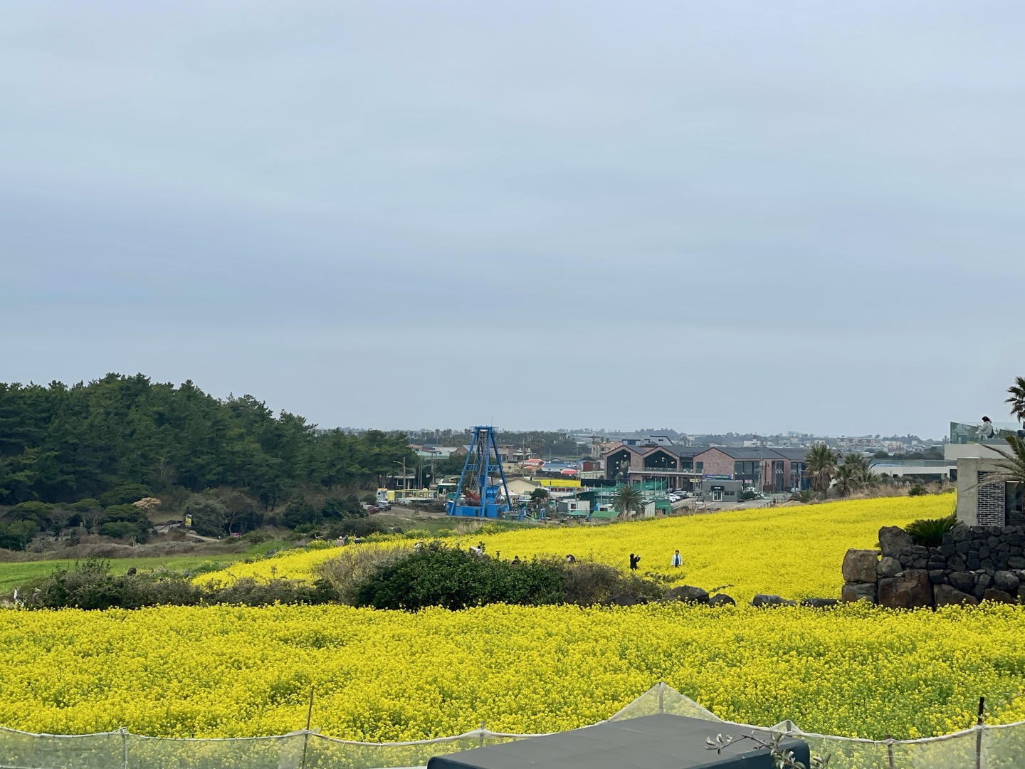제주 유채꽃 필수 코스