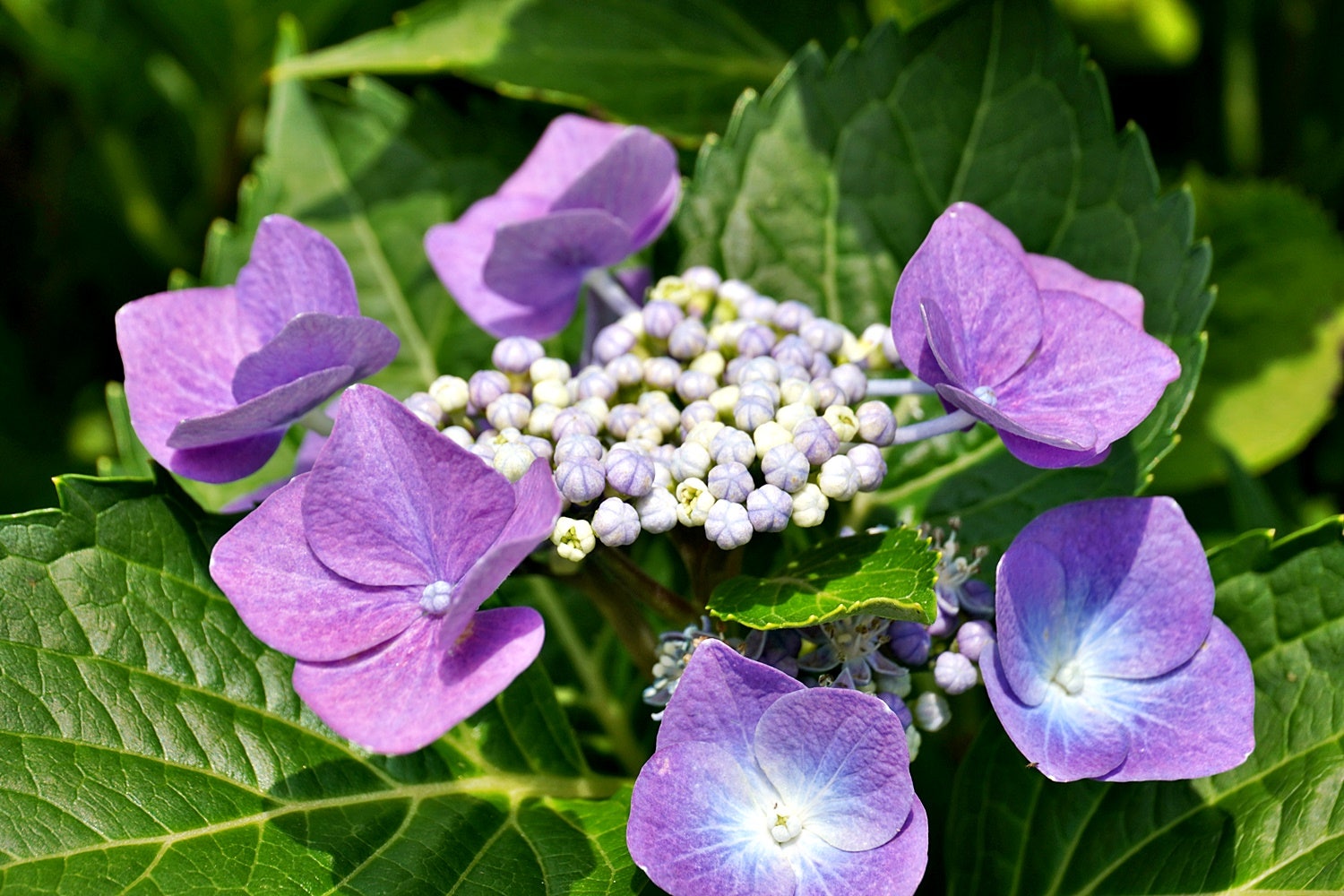 삼선산수목원 수국명소