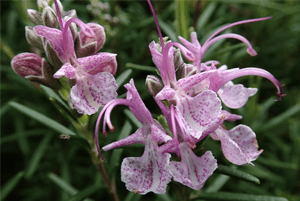 로즈마리효능11