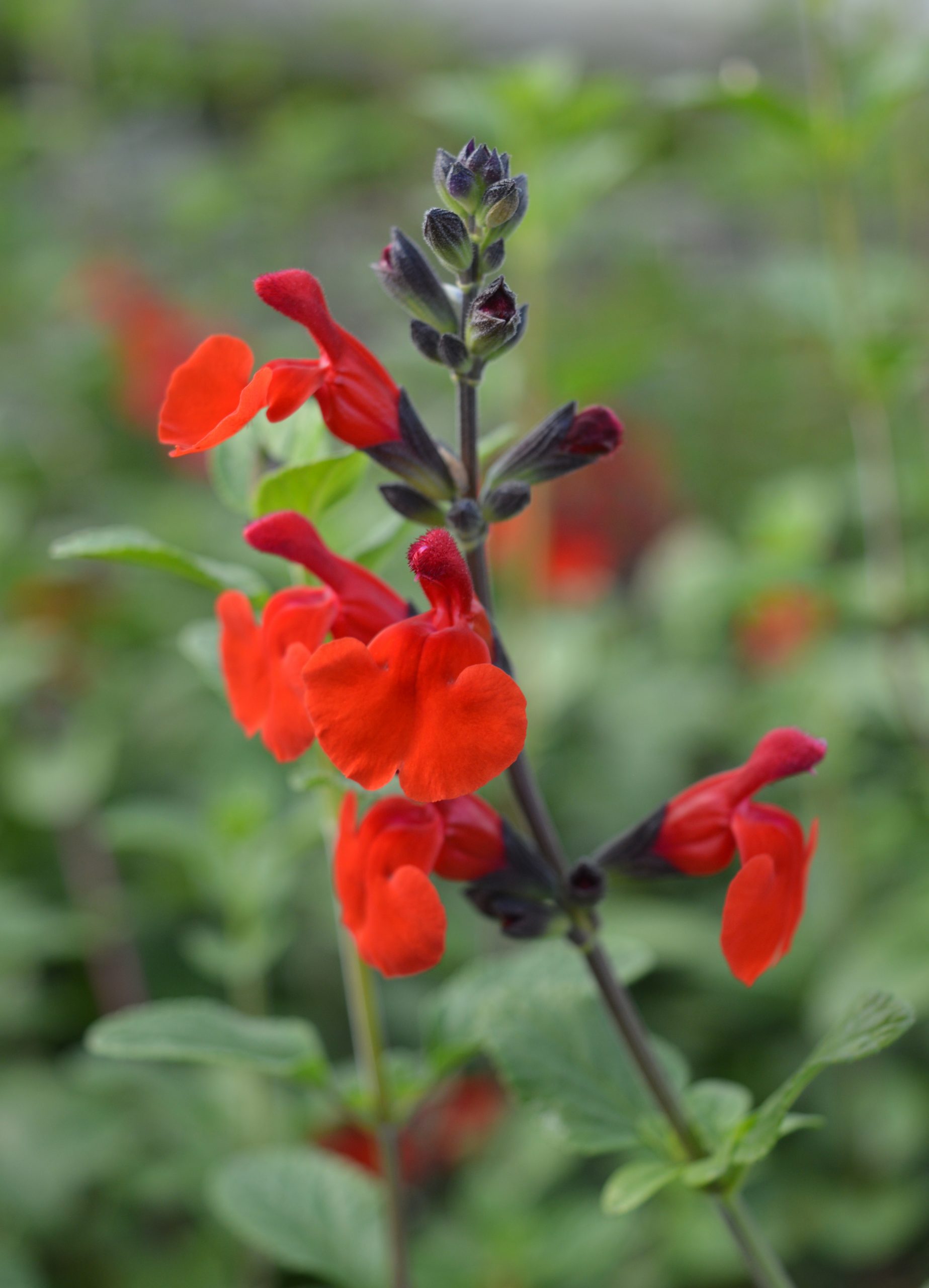 열정과 에너지의 꽃 샐비어 로얄 밤블