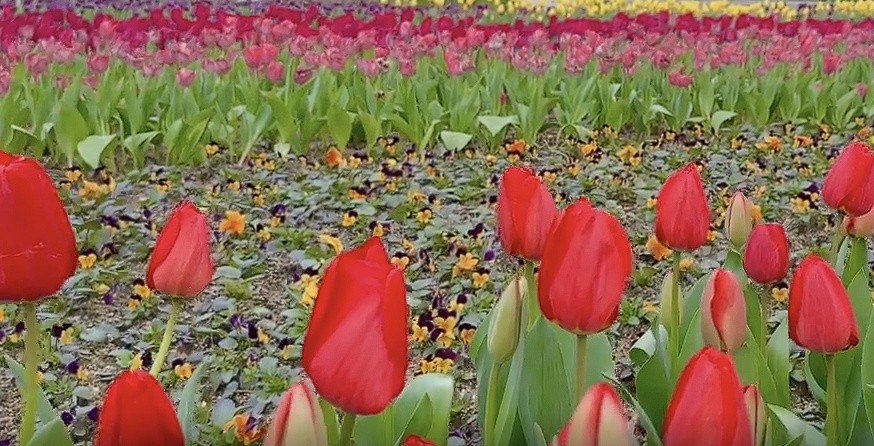 에버랜드 튤립축제