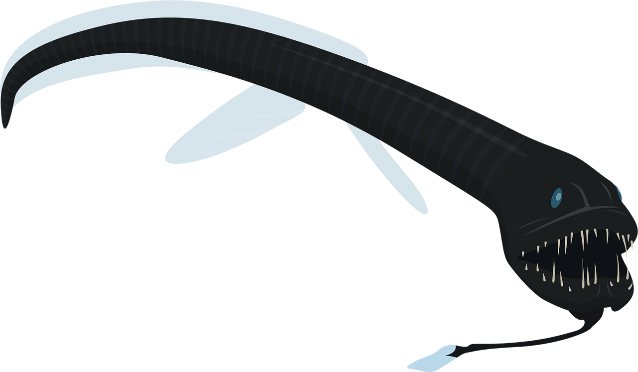 희귀 심해 생물 블랙 드래곤피시의 발광 기관과 짝짓기 방식