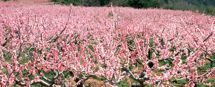 부천 봄꽃 축제. 부천 오색봄꽃 여행. 벚꽃, 진달래, 복숭아꽃, 튤립, 장미