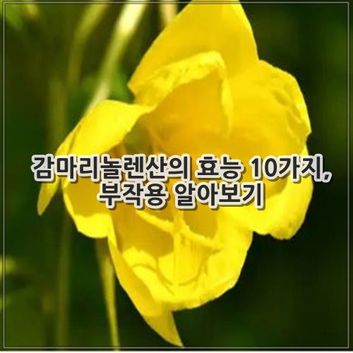 감마리놀렌산의 효능 10가지, 부작용 알아보기
