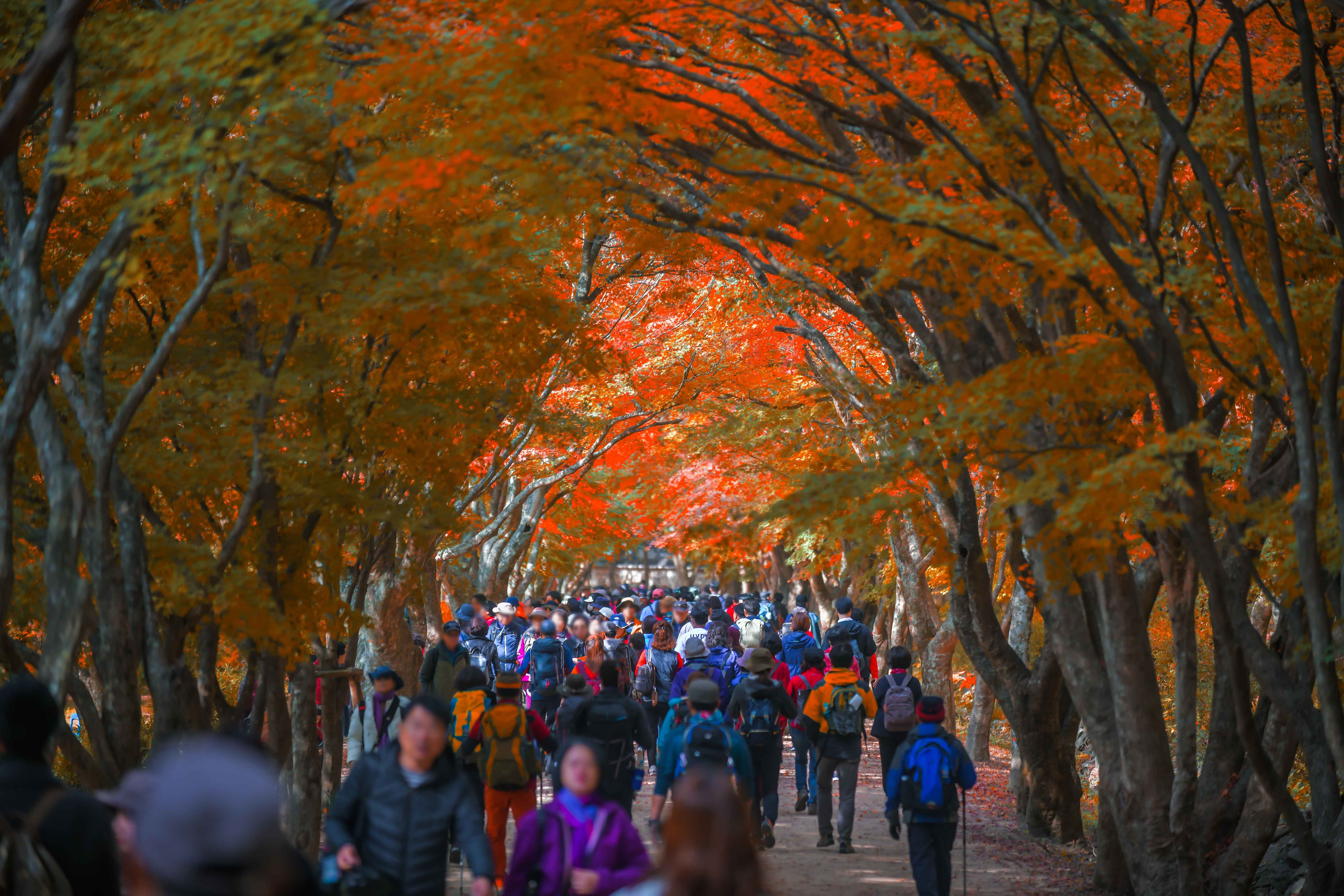 내장산 단풍터널