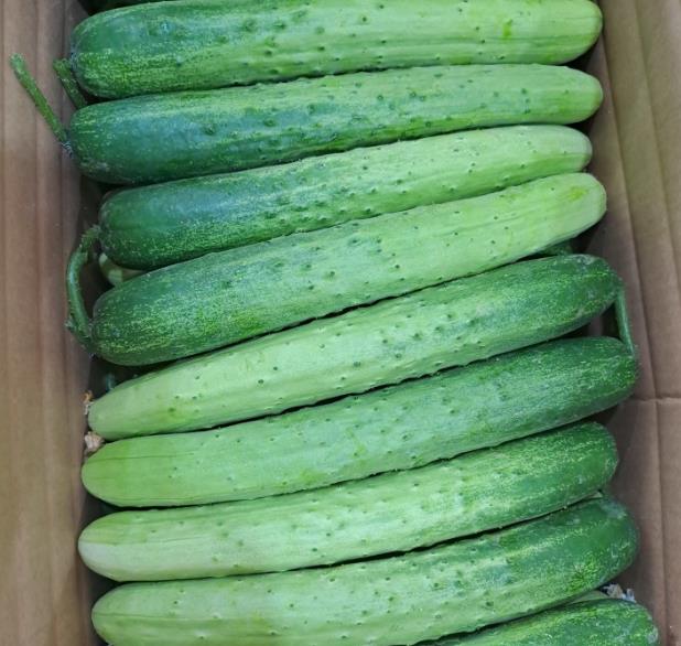 6시내고향 안성 오이 한박스